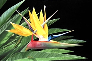 Brian Marshall White - Bird Of Paradise