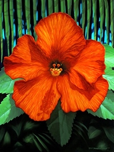 Brian Marshall White - Red Hibiscus