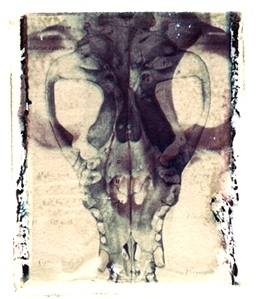 Jane Linders - X-RAY Terrestrials Series