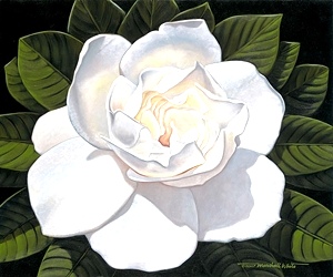 Gardenia - Brian Marshall White