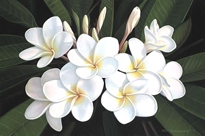 Aloha From Hawaii - Brian Marshall White