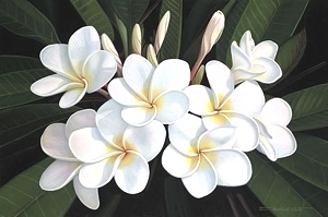 Gardenia - Brian Marshall White